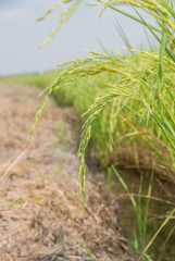 Thai jasmine rice, Thai jasmine rice, Thai jasmine rice farm, Thai jasmine rice background