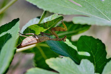 mantis on a Fig Bush