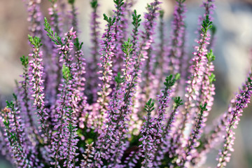blooming Heather