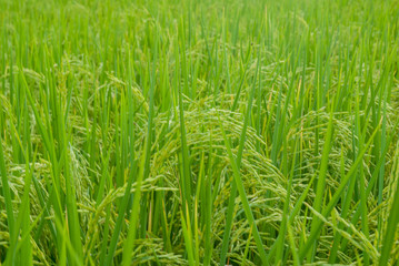 Thai jasmine rice, Thai jasmine rice, Thai jasmine rice farm, Thai jasmine rice background