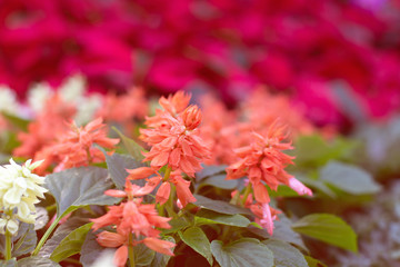 beautiful pink salvia flower in the garden