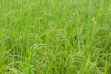 Fototapeta premium Thai jasmine rice, Thai jasmine rice, Thai jasmine rice farm, Thai jasmine rice background