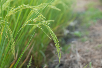 Thai jasmine rice, Thai jasmine rice, Thai jasmine rice farm, Thai jasmine rice background