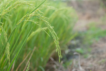 Thai jasmine rice, Thai jasmine rice, Thai jasmine rice farm, Thai jasmine rice background