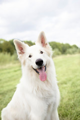 white big dog smiling