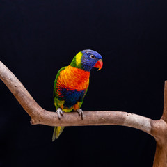 Beautiful Trichoglossus moluccanus lory on perch with black background.