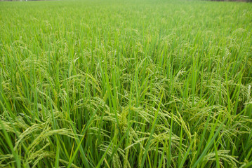 Thai jasmine rice, Thai jasmine rice, Thai jasmine rice farm, Thai jasmine rice background