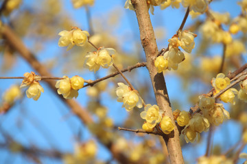 蠟梅　栃木県茂木町　城山公園