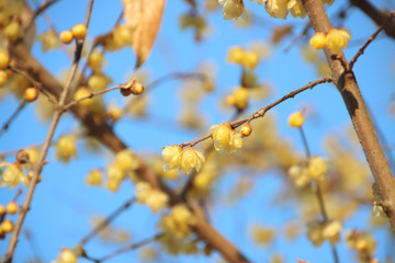 蠟梅　栃木県茂木町　城山公園
