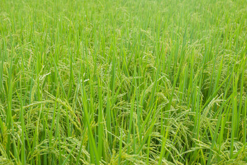 Thai jasmine rice, Thai jasmine rice, Thai jasmine rice farm, Thai jasmine rice background