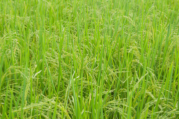 Thai jasmine rice, Thai jasmine rice, Thai jasmine rice farm, Thai jasmine rice background