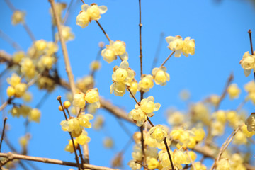 蠟梅　栃木県茂木町　城山公園