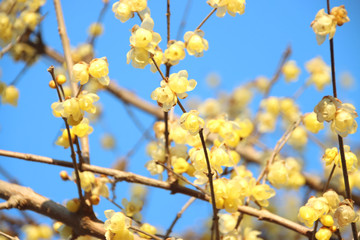 蠟梅　栃木県茂木町　城山公園