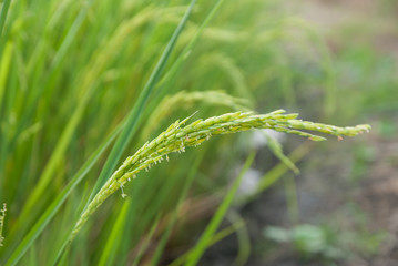 Thai jasmine rice, Thai jasmine rice, Thai jasmine rice farm, Thai jasmine rice background