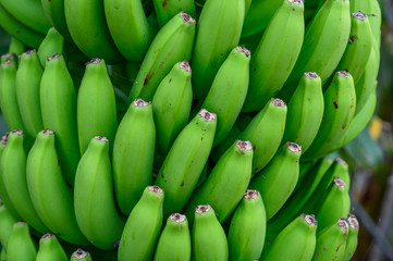 Plantations with  different cultvars of bananas plants on La Palma island, Canary, Spain