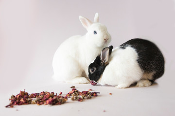 valentines bunnies © Maxime