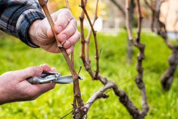 Close-up of a vine grower hand. Prune the vineyard with professional steel scissors. Traditional agriculture. 