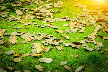 autumn leaves on ground