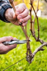 Close-up of a vine grower hand. Prune the vineyard with professional steel scissors. Traditional agriculture. 