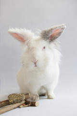 bunny with grey ear