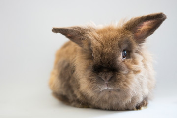 teddy dwarf bunny