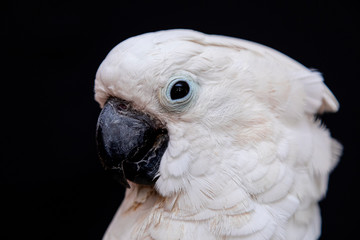White cockatoo closeup with black background.