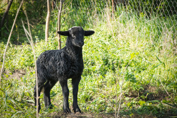 Black lamb