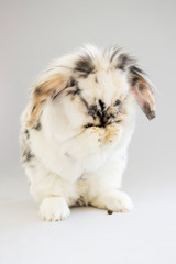 sneezing bunny © Maxime