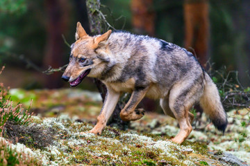 Lone wolf running in autumn forest Czech Republic