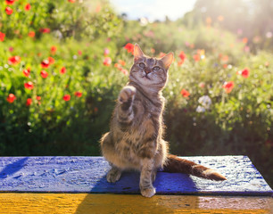 portrait of a cute striped cat sitting on a sitting on a bench in a Sunny summer garden and playing...