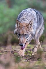 Lone wolf running in autumn forest Czech Republic