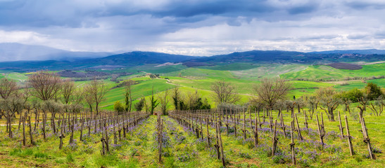 Fototapeta na wymiar Amazing Tuscany landscape with green rolling hills, vineyards and farm houses in the distance