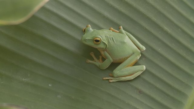 Green frog on a banana leaf