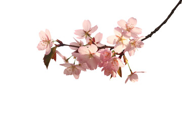 Fototapeta premium Sakura branch isolated on a white background. Close-up.