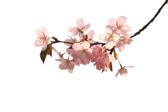 Sakura branch isolated on a white background. Close-up.