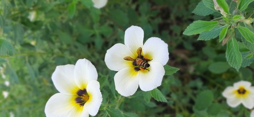white flowers in garden