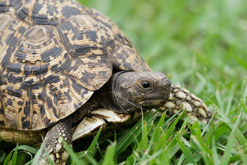 Leopard Tortoise walking on lush green grass-Close-up Image