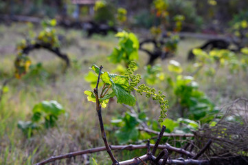 Young shoots on grape plant vines in spring, north wine production region on La Palma island, Canary, Spain