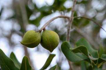 Evergreen macadamia free with ripe green nuts in shell ready for harvest