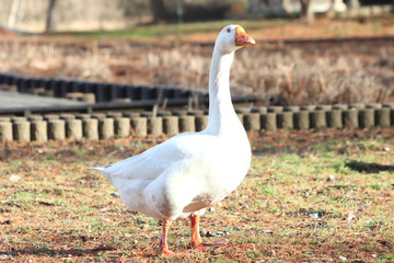 ガチョウ　栃木県真岡市　井頭公園