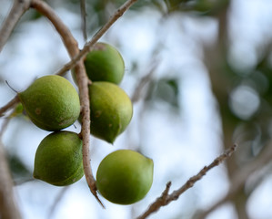 Evergreen macadamia free with ripe green nuts in shell ready for harvest