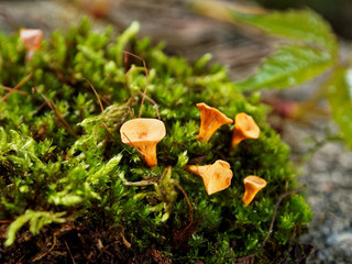 Little mushrooms in the forest on a sunny day. Chanterelle mushrooms made of polymer clay.