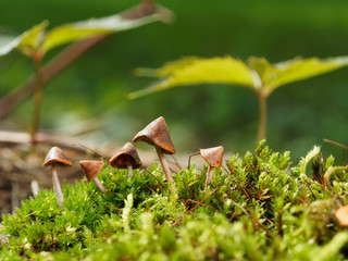 Little mushrooms in the forest on a sunny day. Polymer clay mushrooms.
