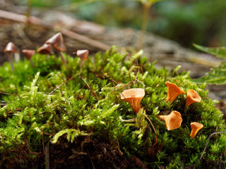 Little mushrooms in the forest on a sunny day. Chanterelle mushrooms made of polymer clay.