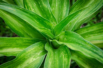Obraz premium Green leaves background. green plant texture