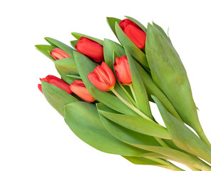 Beautiful red Tulips (Lily Family, Liliaceae) isolated on white background, including clipping path.
