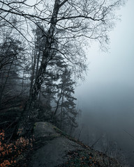 Wanderung zur Bastei im Nebel Sächsische Schweiz 