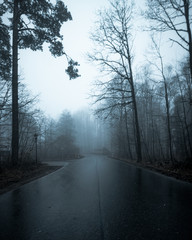 Wanderung zur Bastei im Nebel Sächsische Schweiz 