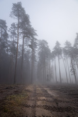 Obraz na płótnie Canvas A forest in fog, a mysterious forest