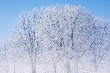 Hoarfrost encases a forest of bare trees in fog on a frigid winter morning, Michigan, USA